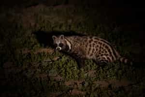 Go on a night drive around Lake Mburo