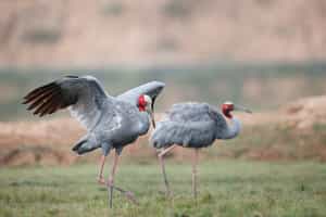 Go bird watching in Kheoladeo Bird Sanctuary