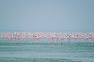 See many flamingos at Sambhar Salt Lake, Jaipur