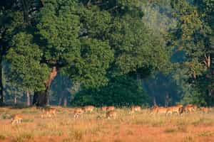 Learn about the flora and fauna in Kanha