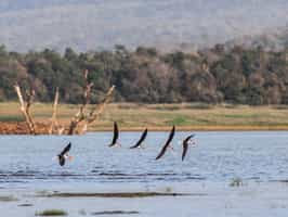 Spot wildlife on a boating safari in Satpura