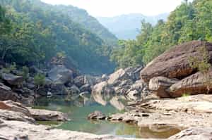 Learn about the flora and fauna in Satpura