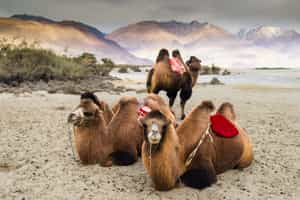 Go on a camel safari in Nubra Valley, Ladakh