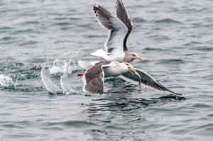 Spot diverse coastal birdlife, Shiretoko Peninsula