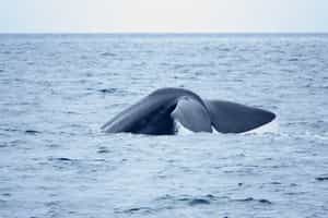 Spot whales on a boat cruise along Rausu