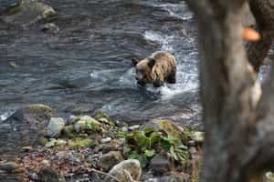 Spot wildlife during Shiretoko's autumn season