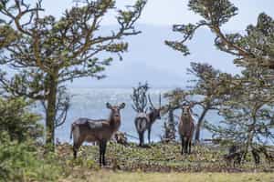 Visit the wildlife on Crescent Island, Lake Nakuru