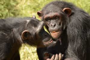Visit Sweetwaters Chimpanzee Sanctuary in Laikipia