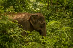 Learn about the secret lives of Lao elephants