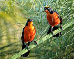 Go birdwatching in Lake Bunyonyi