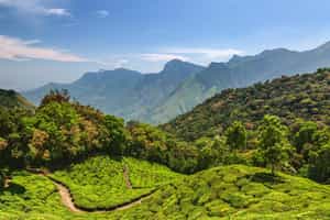 Take a hike through the tea estates of Munnar