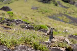 Spot Nilgiri tahr in Eravikulam National Park