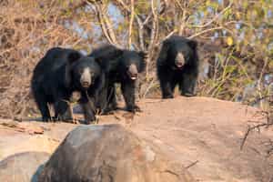 Visit Agra's bears at the Sloth Bear Rescue Centre
