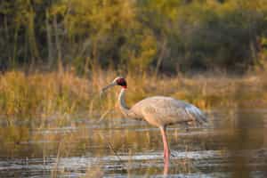 Go bird watching in Keoladeo National Park