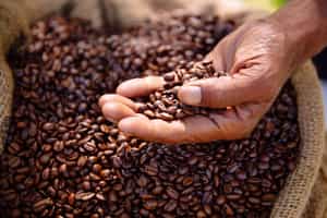 Take a tour at Fairview Coffee Estate in Nairobi