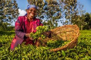 Take a walking tour of Kiambethu Tea Farm, Nairobi