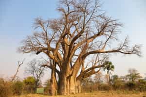 Visit the famous Big Tree at Victoria Falls
