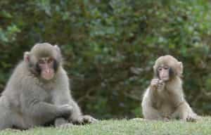 Meet monkeys at Arashiyama Monkey Park, Kyoto