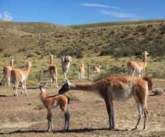 Visit Patagonia Park in Carretera Austral South