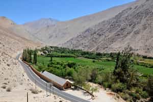 Visit the first organic Vineyard in the Elqui valley