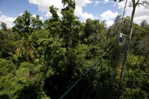 Take a trek through Ngare Ndare Forest, Laikipia