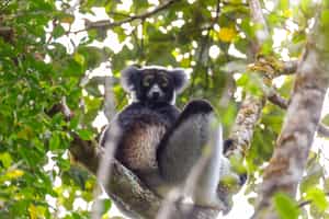 See wildlife in Analamazaotra National Park