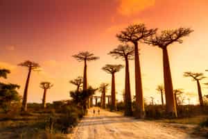 Admire the sunset at the Avenue of the Baobabs