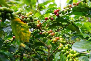Visit a coffee farm near San Agustin