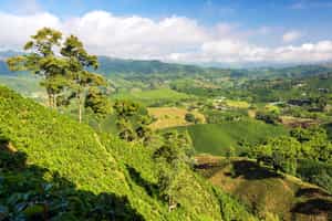 Explore an authentic coffee village of the region