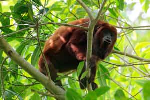 Spot howler monkeys in Barbas river Canyon