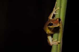 Go on a night walk in the Calanoa Natural Reserve