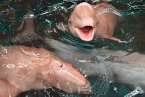 See pink dolphins on a boat safari along the coast