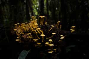 Learn about medicinal plants from a Cocama doctor