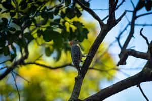 Go on a guided birding tour in Los Llanos