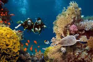 Go scuba diving amongst the coral reefs of Barú