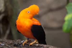 See birdlife on a canoe trip down the Dique Canal 
