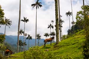 Horseback ride & picnic at Hacienda El Palomar