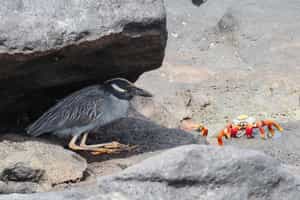 Spot wildlife while exploring the Mosquera Islet