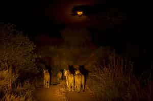 See wildlife on a night game drive in Ruaha