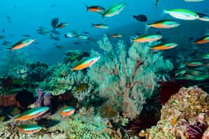 See colourful marine life scuba diving in Komodo