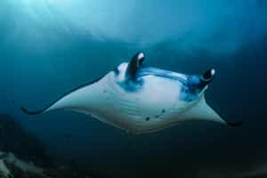 Get up and close with manta rays in Manta Point