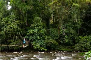 Go on a trek through the jungles of Kalimantan