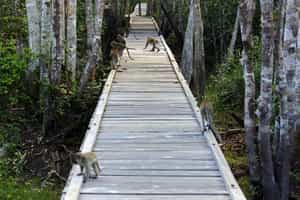 Tanjung Puting National Park