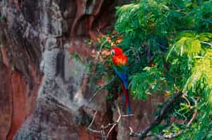 Spot macaws in Buraco das Araras, Bonito