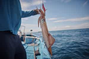 Go squid fishing in the night in Halong