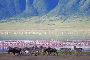 Track Ngorongoro crater's wildlife on a game drive