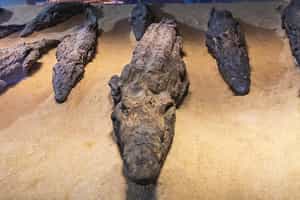 See mummified crocodiles in the Crocodile Museum