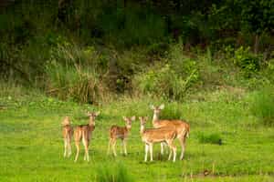 Go on a Safari in Pench National Park