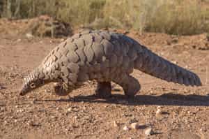 Join the Pangolin conservation experience in Phinda