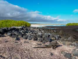 Walk to the Tortuga Bay & spot marine iguanas